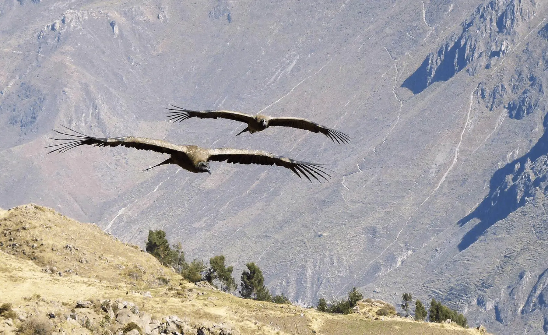 colca canyon arequipa